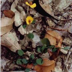 Bossiaea prostrata (Creeping Bossiaea) at Bournda National Park - 21 Sep 1992 by robndane