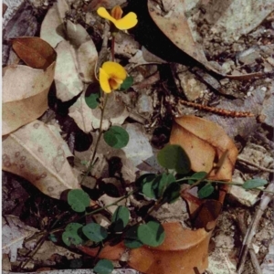 Bossiaea prostrata at Bournda National Park - 21 Sep 1992