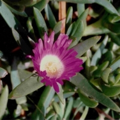 Carpobrotus glaucescens (Pigface) at Bermagui, NSW - 29 Oct 1991 by robndane