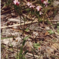 Centaurium erythraea (Common Centaury) at Bournda National Park - 16 Jan 1992 by robndane