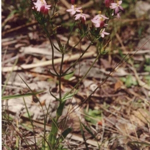 Centaurium erythraea at Bournda, NSW - 17 Jan 1992