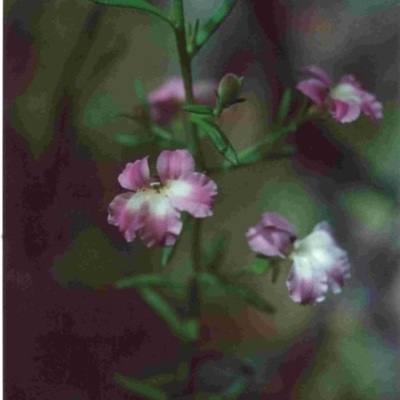 Coopernookia barbata (Purple Coopernookia) at Bournda National Park - 22 Oct 1991 by robndane