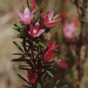 Crowea exalata at Bournda, NSW - suppressed