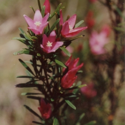 Crowea exalata (Crowea) at Bournda National Park - 16 Jan 1992 by robndane