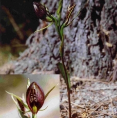 Cryptostylis erecta (Bonnet Orchid) at Bermagui, NSW - 17 Jan 1997 by robndane