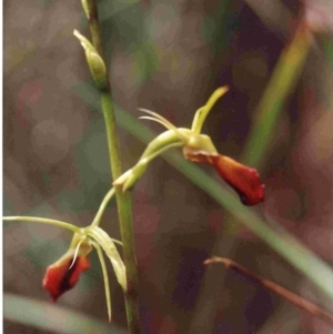 Cryptostylis subulata at Bournda, NSW - 18 Jan 1992