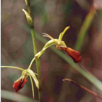 Cryptostylis subulata (Cow Orchid) at Bournda National Park - 17 Jan 1992 by robndane