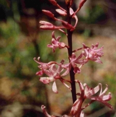 Dipodium variegatum (Blotched Hyacinth Orchid) at Wallagoot, NSW - 16 Jan 1992 by robndane