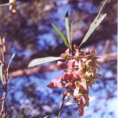 Dodonaea truncatiales (Angular Hop-Bush) at Bermagui, NSW - 2 Oct 1993 by robndane