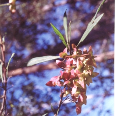 Dodonaea truncatiales (Angular Hop-Bush) at Biamanga National Park - 3 Oct 1993 by robndane