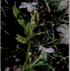 Dampiera stricta (Blue Dampiera) at Bournda National Park - 20 Sep 1992 by robndane