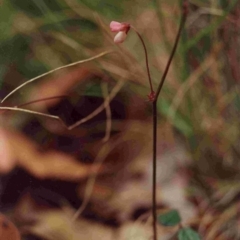 Pullenia gunnii (A Tick-Trefoil) at Bournda, NSW - 17 Jan 1992 by robndane