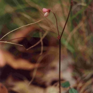 Pullenia gunnii at Bournda, NSW - 17 Jan 1992