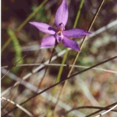Glossodia minor (Small Wax-lip Orchid) at Bournda National Park - 20 Sep 1992 by robndane