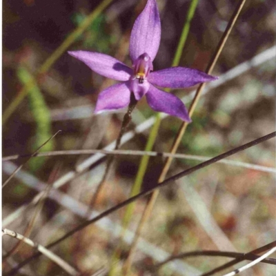 Glossodia minor (Small Wax-lip Orchid) at Tura Beach, NSW - 20 Sep 1992 by robndane