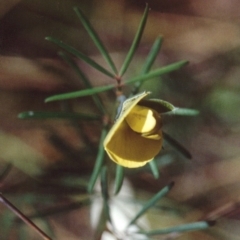 Gompholobium glabratum (Dainty Wedge Pea) at Bournda, NSW - 20 Sep 1992 by robndane