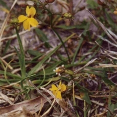 Goodenia humilis (swamp goodenia) at Nelson, NSW - 23 Nov 1991 by robndane