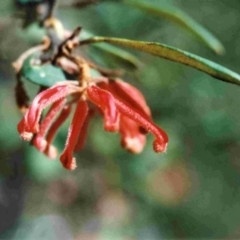 Grevillea irrasa subsp. irrasa at Yowrie, NSW - 16 Sep 1997 by robndane
