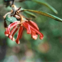 Grevillea irrasa subsp. irrasa at Wadbilliga National Park - 17 Sep 1997 by robndane