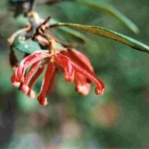 Grevillea irrasa subsp. irrasa at suppressed - suppressed