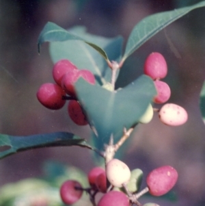 Notelaea venosa at Cuttagee, NSW - 15 Jan 1991