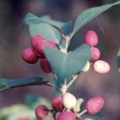 Notelaea venosa (Large Mock olive) at Cuttagee, NSW - 14 Jan 1991 by robndane