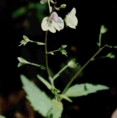 Veronica notabilis (Forest Speedwell) at South Wolumla, NSW - 9 Nov 1997 by robndane