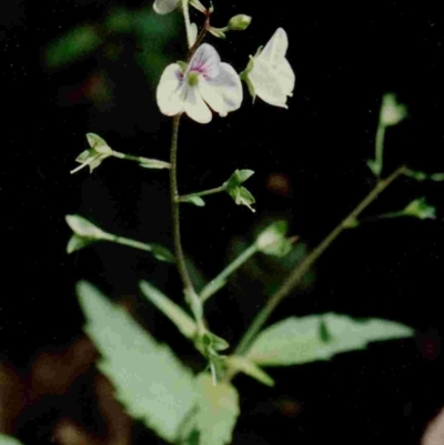 Veronica notabilis (Forest Speedwell) at South East Forest National Park - 8 Nov 1997 by robndane