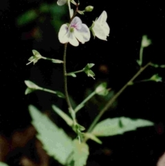 Veronica notabilis (Forest speedwell) at South East Forest National Park - 8 Nov 1997 by robndane