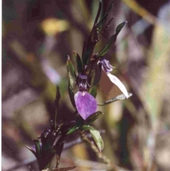 Pigea vernonii subsp. vernonii (Erect Violet) at Tura Beach, NSW - 20 Sep 1992 by robndane