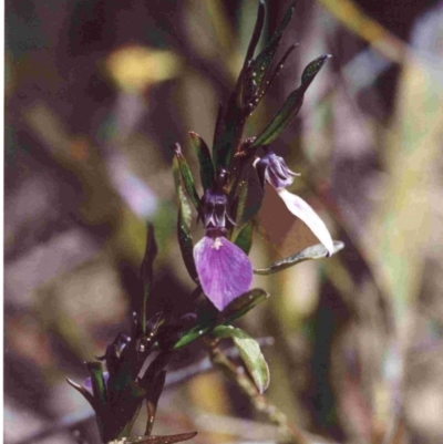 Pigea vernonii subsp. vernonii (Erect Violet) at Tura Beach, NSW - 21 Sep 1992 by robndane