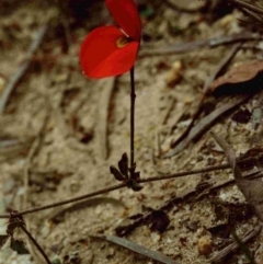 Kennedia prostrata (Running Postman) at Bournda, NSW - 16 Sep 1992 by robndane