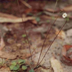 Lagenophora gracilis (Slender Lagenophora) at Bournda National Park - 16 Jan 1992 by robndane