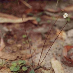 Lagenophora gracilis (Slender Lagenophora) at Bournda, NSW - 16 Jan 1992 by robndane