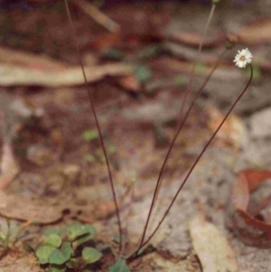 Lagenophora gracilis at Bournda, NSW - 17 Jan 1992