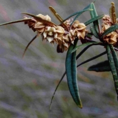 Lasiopetalum ferrugineum var. ferrugineum (Rusty Velvet-bush) at Bournda National Park - 20 Sep 1991 by robndane