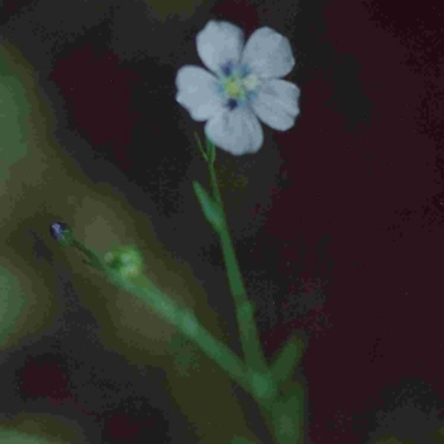 Linum marginale (Native Flax) at Tathra, NSW - 10 Dec 1992 by robndane
