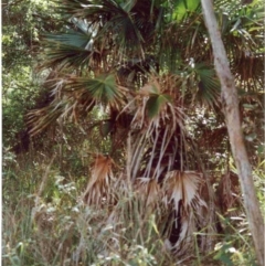 Livistona australis (Australian Cabbage Palm) at Bournda National Park - 11 Jun 1992 by robndane