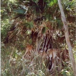 Livistona australis at Tathra, NSW - 12 Jun 1992