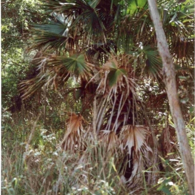 Livistona australis (Australian Cabbage Palm) at Tathra, NSW - 12 Jun 1992 by robndane
