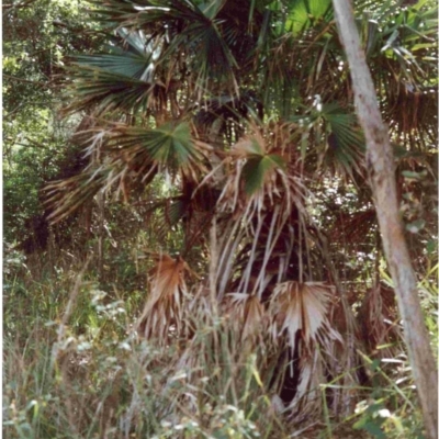 Livistona australis (Australian Cabbage Palm) at Tathra, NSW - 11 Jun 1992 by robndane