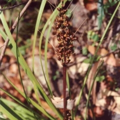 Lomandra longifolia (Spiny-headed Mat-rush, Honey Reed) at Bournda, NSW - 16 Jan 1992 by robndane