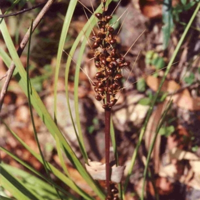 Lomandra longifolia (Spiny-headed Mat-rush, Honey Reed) at Bournda National Park - 16 Jan 1992 by robndane