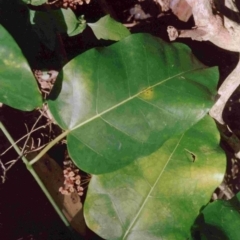 Leichhardtia rostrata (Milk Vine) at Bournda, NSW - 30 Dec 1992 by robndane