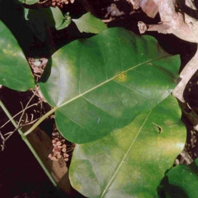 Leichhardtia rostrata (Milk Vine) at Bournda, NSW - 30 Dec 1992 by robndane