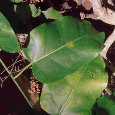 Leichhardtia rostrata (Milk Vine) at Bournda National Park - 29 Dec 1992 by robndane