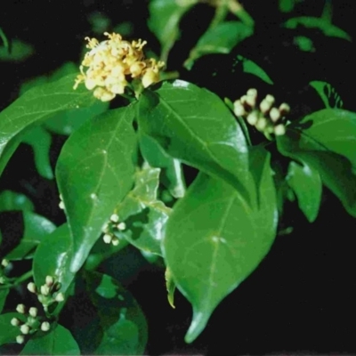 Gynochthodes jasminoides (Sweet Morinda) at Tathra, NSW - 18 Dec 1992 by robndane
