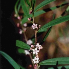 Myoporum bateae at Murrah, NSW - 12 Oct 1997 by robndane