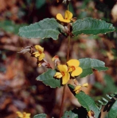 Platylobium parviflorum (Small-flowered Flat-pea) at Bournda National Park - 20 Sep 1992 by robndane