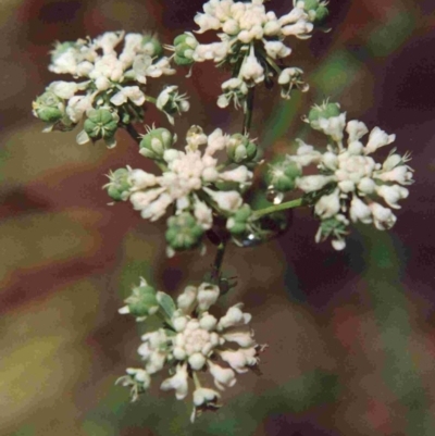 Poranthera corymbosa (Clustered Poranthera) at Deua, NSW - 18 Dec 1991 by robndane
